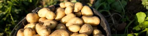 Pommes de terre primeur fraîchement récoltées