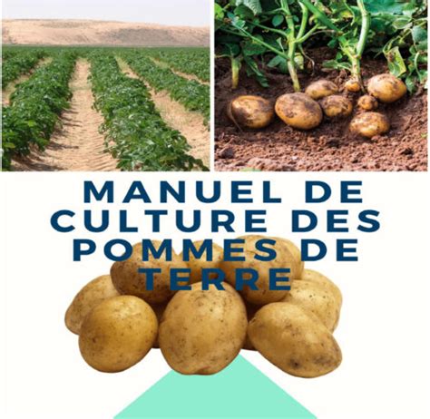 Comparaison des méthodes de culture de pommes de terre