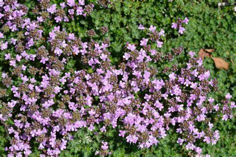 Un tapis de thym rampant fleuri de petites fleurs roses