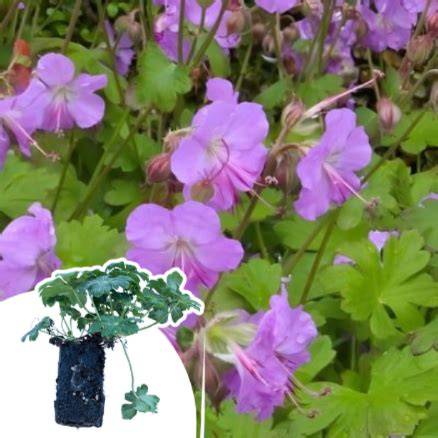 Géranium vivace 'Karmina' formant un tapis fleuri de rose