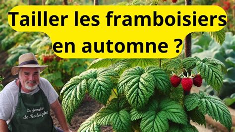 Graphique comparant les cycles de production des framboisiers remontants et non-remontants