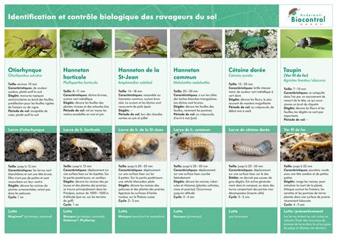 Illustration des principaux ravageurs du framboisier