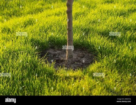 Jeune arbre fruitier fraîchement planté dans un jardin.