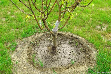Illustration d'une cuvette de plantation bien formée autour d'un jeune arbre.