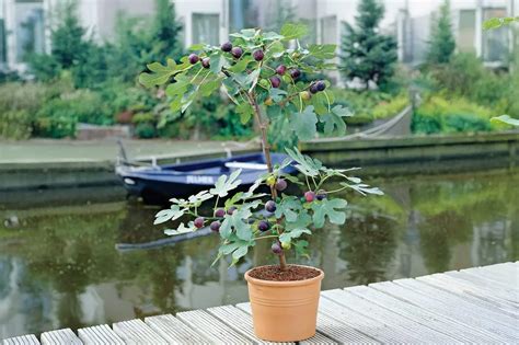 Figuier en pot avec des fruits