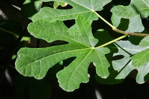 Feuilles de figuier avec une texture particulière