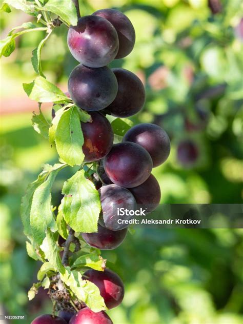 Gros plan sur des prunes Mirablue® mûres