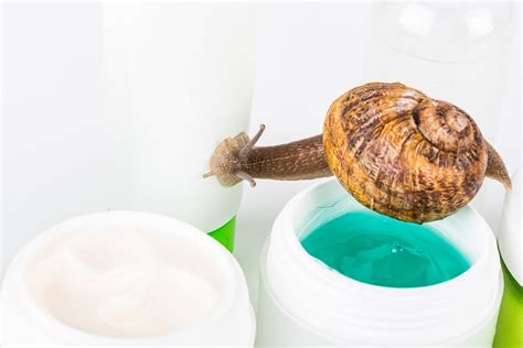 Traces de bave d'escargot sur une feuille