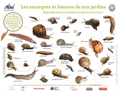Différentes espèces d'escargots