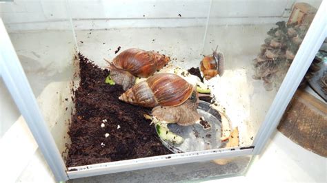 Terrarium d'escargots