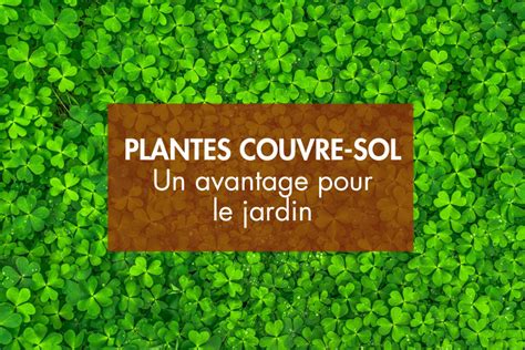 Schéma illustrant les avantages des plantes couvre-sol