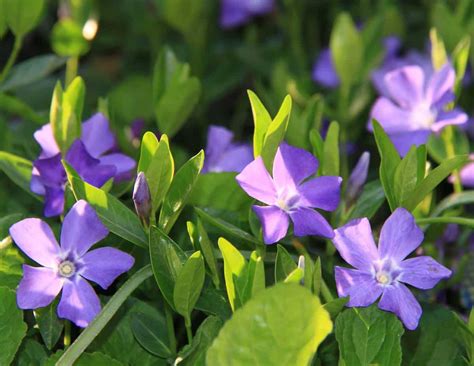 Illustration de la pervenche avec ses fleurs bleu-mauve et son feuillage dense