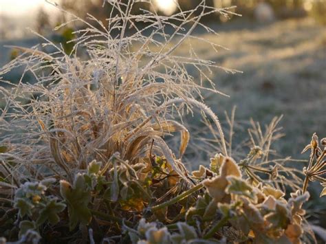 jardin givré au petit matin