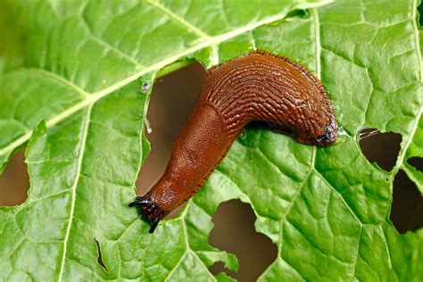 Un potager envahi par des limaces sur des feuilles de salade