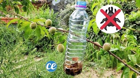 Piège à insectes pour arbres fruitiers