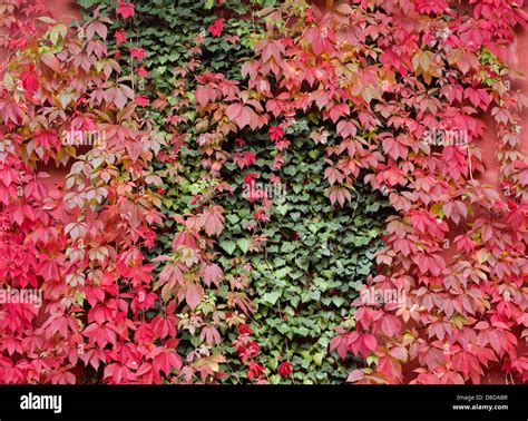 Comparaison visuelle des textures de la clématite, du lierre et de la vigne vierge