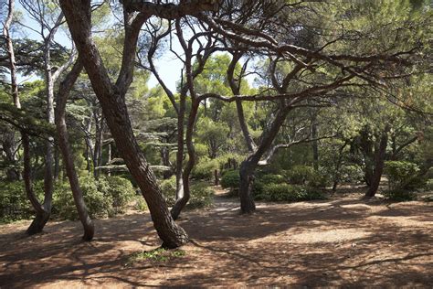 Vue panoramique d'une pinède méditerranéenne ensoleillée