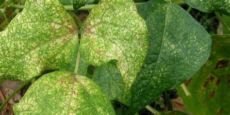 Symptômes de maladies des haricots