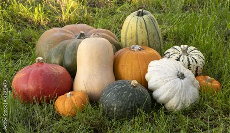 Champ de courges diverses et colorées