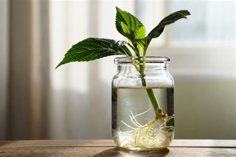 Infographie des étapes pour bouturer des aromates dans l'eau