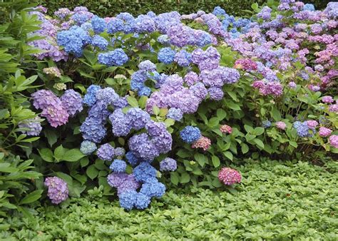 Collection d'hortensias en pleine floraison