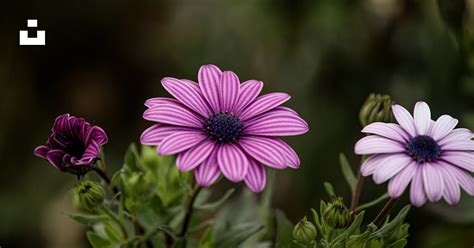 Gros plan sur les différentes couleurs et formes des fleurs d'hortensias