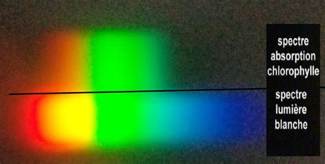 Schéma illustrant le spectre lumineux (bleu, rouge, vert) absorbé par la chlorophylle des plantes