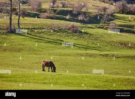cheval dans une pâture verdoyante