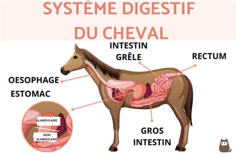schéma simplifié du système digestif du cheval