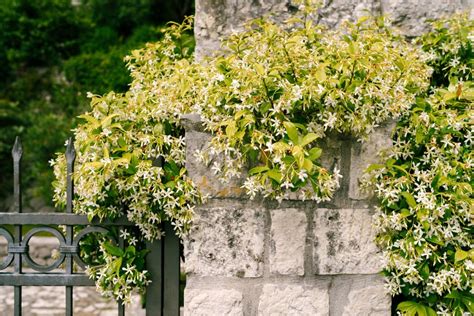 Jasmin étoilé grimpant sur une arche