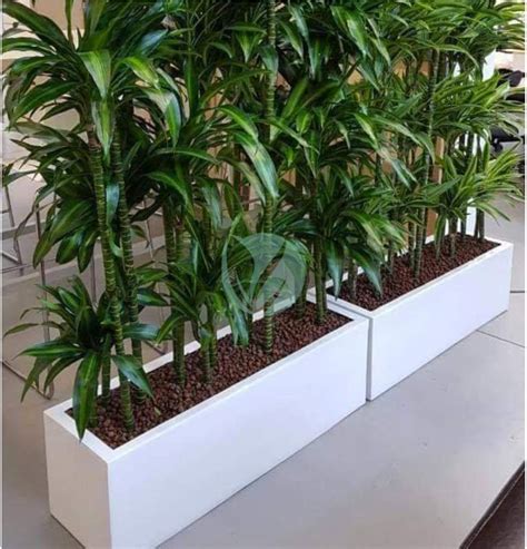 Schéma illustrant la différence visuelle entre un pot rectangulaire pour arbre masculin et un pot ovale pour arbre féminin