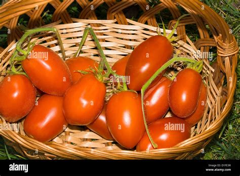 Panier de quetsches fraîchement cueillies sur une table en bois