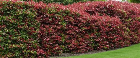 exemple d'une haie mixte avec laurier-rose, photinia et pittosporum