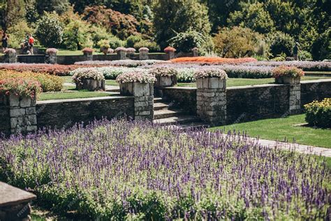 lavande et sauge en fleurs dans un jardin ensoleillé