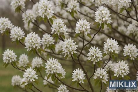 Illustration d'un Weigélia en pleine floraison printanière dans un jardin