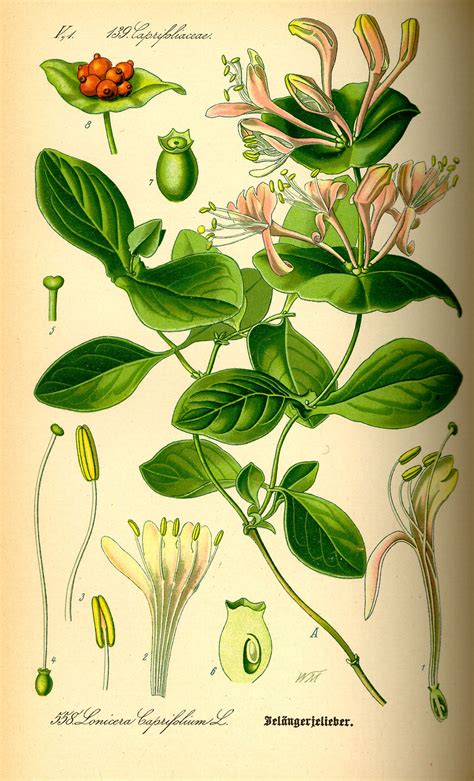 Illustration botanique du Chèvrefeuille