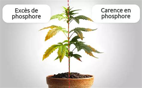 Illustration des signes de carence ou de maladie sur le feuillage du pélargonium
