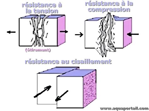 Schéma illustrant la résistance du weigelia au froid