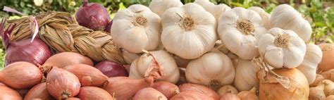 Variétés de pommes de terre, oignons, ail et échalotes dans un panier de jardin
