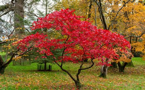 Un érable du Japon aux couleurs d'automne dans un jardin zen