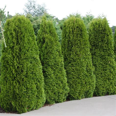 Thuja Emerald adulte formant un écran d'intimité dense