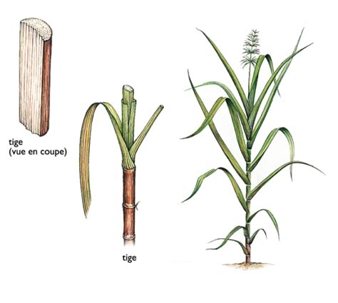 Schéma de la plante de canne à sucre et de ses différentes parties (tiges, feuilles, racines, inflorescence)