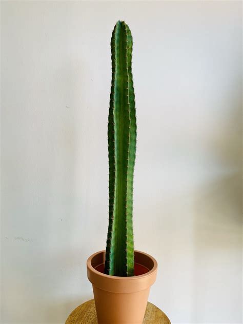 Cereus peruvianus en pot dans un intérieur moderne