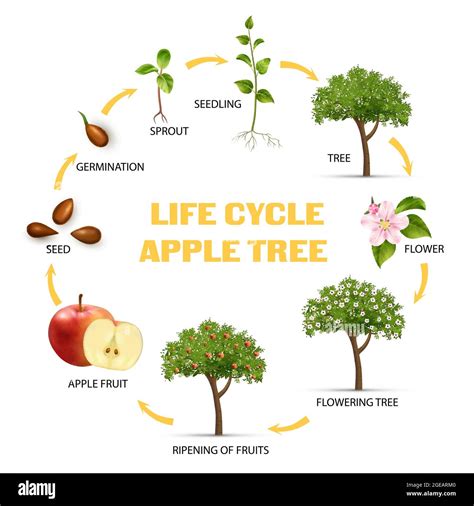 Schéma illustrant le cycle de vie d'un arbre fruitier
