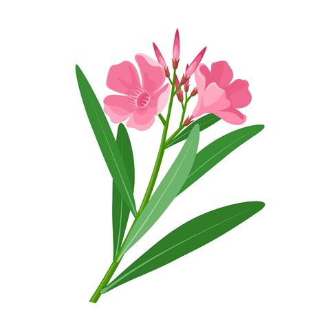 Illustration détaillée d'un Nerium oleander avec ses fleurs caractéristiques et son feuillage persistant