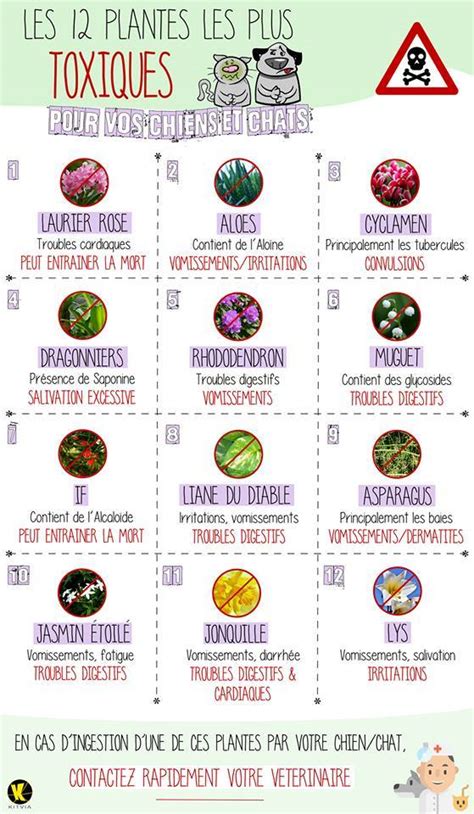 Infographie montrant les mesures de sécurité autour des plantes toxiques dans les jardins