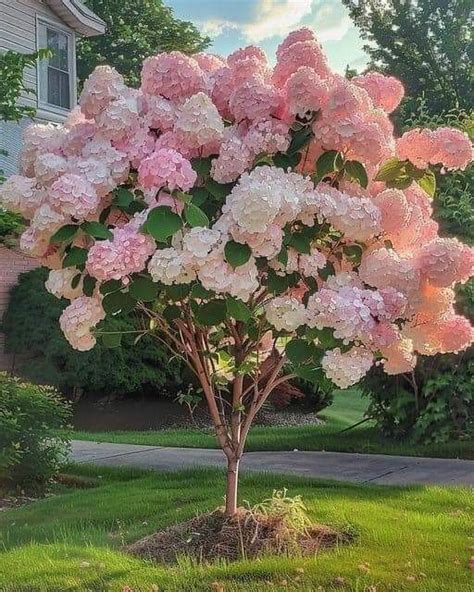 Hortensia en fleurs sous le couvert d'un arbre