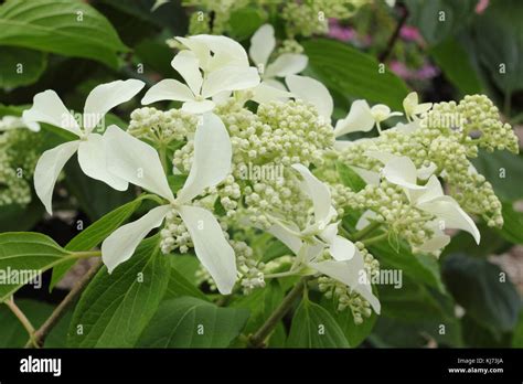 Illustration d'un Hydrangea paniculata en pleine floraison dans un jardin paysager