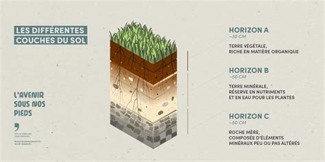 Diagramme montrant les couches du sol et l'absorption des nutriments par les racines d'une pelouse