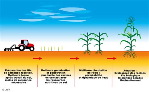 Infographie comparant les effets de l'aération et de la compaction du sol sur la croissance des racines